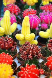 cactus woonplant