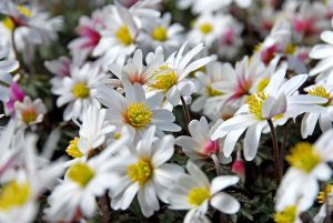 Anemone blanda 'White Splendour', bollen en hun verschillen