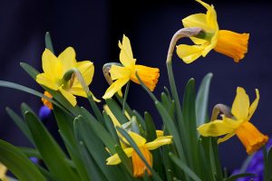 Narcissus 'Jetfire', bollen en hun verschillen
