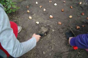 kinderen planten bollen in vonderpark