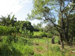 voedselbossen, permacultuur, klimaatdoelstellingen