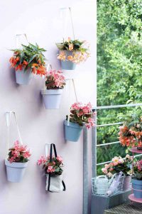 Hangbegonia balkonplant van het jaar