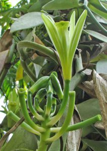 Vanille plant