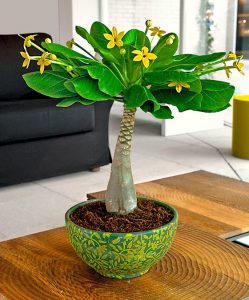 Hawaii-palm (Brighamia insignis) kamerplant.