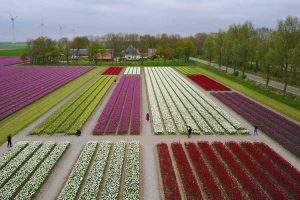 tulpenvelden vanuit drone