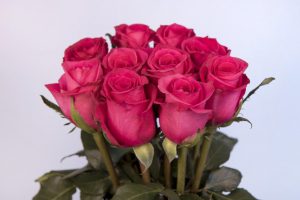 Bloomingdale roses