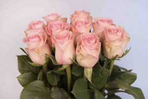 Bloomingdale roses